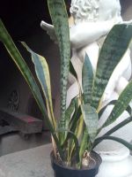 Лот: 14016782. Фото: 2. Сансевиерия. Комнатные растения и уход