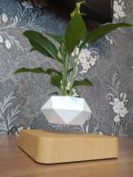 Лот: 14917184. Фото: 2. Левитирующие растения. Комнатные растения и уход