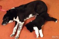 Лот: 8916591. Фото: 5. Щенки лайки в хорошие руки