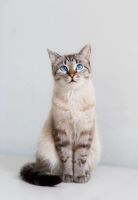 Лот: 8285410. Фото: 5. лучший котенок девочка