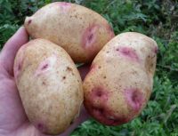 Лот: 16945658. Фото: 2. картофель мытый. Продукты