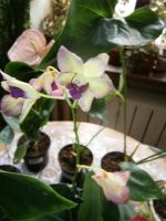 Лот: 10025636. Фото: 2. Орхидея. Дендробиум .Орхидея... Комнатные растения и уход