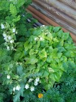 Лот: 13880586. Фото: 6. Колокольчик белый
