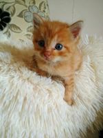 Лот: 12035693. Фото: 6. Отдам котенка в заботливую семью