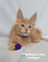 Лот: 18726979. Фото: 3. Котята Мейн-кун. Растения и животные