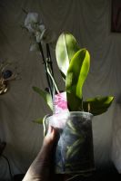 Лот: 5465786. Фото: 6. Орхидея Phalaenopsis 2 стрелы...