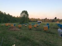Лот: 3050115. Фото: 3. Мед свежего урожая с таежной пасеки... Красноярск