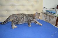 Лот: 2115246. Фото: 3. Шотландский котенок! это самая... Растения и животные