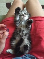 Лот: 8962466. Фото: 5. Котенок шотландский мальчик