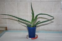 Лот: 4350407. Фото: 2. Алое (алоэ) древовидный 1. Комнатные растения и уход