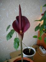 Лот: 9615568. Фото: 6. Пальма_Летняя_Аморфофаллус...
