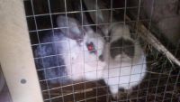 Лот: 9191224. Фото: 4. Крольчатина. Кролики. Мясо кролика