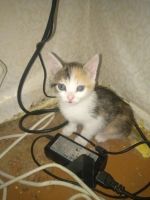 Лот: 25782926. Фото: 2. Котята девочки. Животные и уход