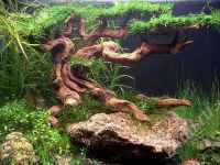 Лот: 474914. Фото: 3. Бонсай в аквариум. Растения и животные