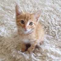Лот: 7832510. Фото: 3. Котик, 3 месяца. Растения и животные