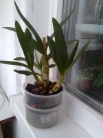 Лот: 16642389. Фото: 2. Орхидея дендрофаленопсис. Комнатные растения и уход