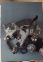 Лот: 25806358. Фото: 6. Открытки (кошки)
