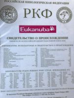 Лот: 10321251. Фото: 2. Йоркширский терьер. Животные и уход