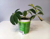 Лот: 25731645. Фото: 5. Шеффлера