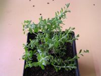 Лот: 3005950. Фото: 2. Лаванда Южанка. Семена, рассада, садовые растения