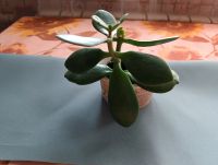 Лот: 25527673. Фото: 2. комнатное растение"Крассула". Комнатные растения и уход