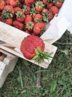 Лот: 23229309. Фото: 4. Ягода Виктория
