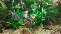 Лот: 14822639. Фото: 7. Боция-Клоун Botia macracantha...