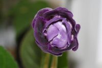 Лот: 3054348. Фото: 4. Глоксиния 21 (цветёт). Красноярск