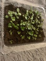 Лот: 19107450. Фото: 3. Растение. Растения и животные