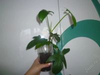 Лот: 1452867. Фото: 2. Филодендрон. Комнатные растения и уход