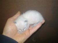 Лот: 4944553. Фото: 2. котенок миленький сиамский. Животные и уход