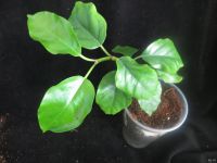 Лот: 13592360. Фото: 3. Хойя Hoya Lasiantha. Растения и животные