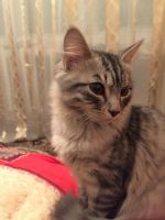 Лот: 10849724. Фото: 2. Котёнок. Животные и уход