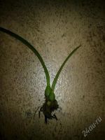 Лот: 809135. Фото: 2. орхидея каттлея 4. Комнатные растения и уход