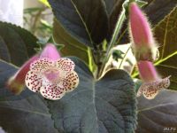 Лот: 9883936. Фото: 2. Колерия Jardin de Monet взрослое... Комнатные растения и уход