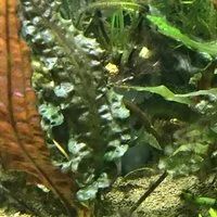 Лот: 18356010. Фото: 4. Криптокорина Гудоро / ( Cryptocoryne... Красноярск