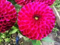 Лот: 13484232. Фото: 2. Георгин Хапет (клубень посажен... Семена, рассада, садовые растения