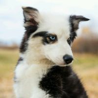 Лот: 12717235. Фото: 2. Якутская лайка. Кобель. Взрывной... Животные и уход