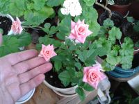 Лот: 14586123. Фото: 2. Роза комнатная миниатюра розовая. Комнатные растения и уход