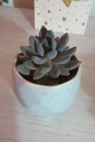 Лот: 19587510. Фото: 4. Пахифитум (Pachyphytum Bracteosum... Красноярск