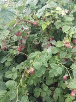 Лот: 7857726. Фото: 2. Малина. Продукты