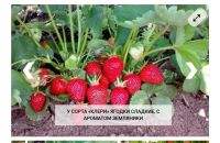 Лот: 25218458. Фото: 3. Рассада ремонтантной клубники... Для дачи, дома, огорода, бани, парка