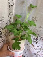 Лот: 11621528. Фото: 2. Пеларгония. Комнатные растения и уход