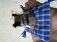 Лот: 3227276. Фото: 4. Котик на подушке иргушечный. Красноярск