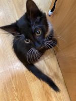 Лот: 18264151. Фото: 3. Котенок в добрые руки. Растения и животные