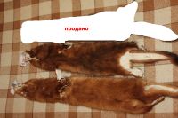 Лот: 11642043. Фото: 2. Норка шкурки выделаны. Охота