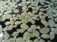 Лот: 6796880. Фото: 2. Пистия. Аквариумистика