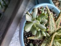 Лот: 16104009. Фото: 3. Эхеверия топси-турви. Растения и животные