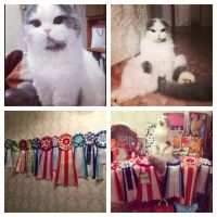 Лот: 6292044. Фото: 2. шотландский котик. Животные и уход