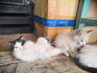 Лот: 16200437. Фото: 4. Котята. Красноярск